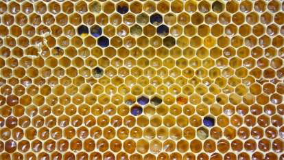 Les produits de la ruche, photo 3