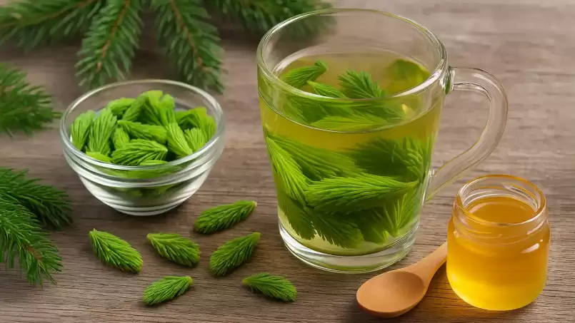 Bouillie de bourgeons de sapin pour les affections respiratoires
