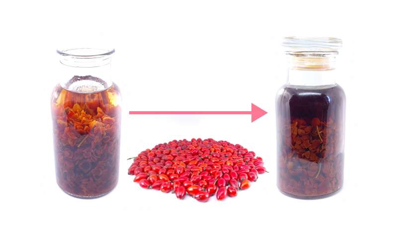Teinture de fruits d'églantier (cynorrhodons) séchés dans l'alcool, photo 2