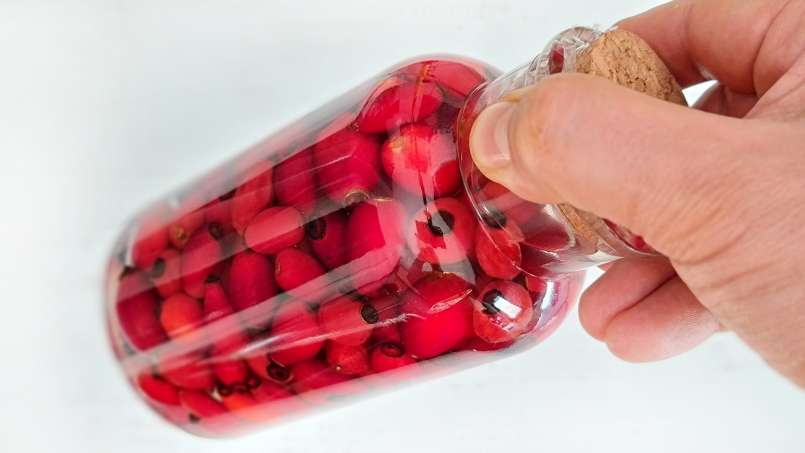 Teinture de fruit d'églantier frais et entier dans de l'alcool, photo 2