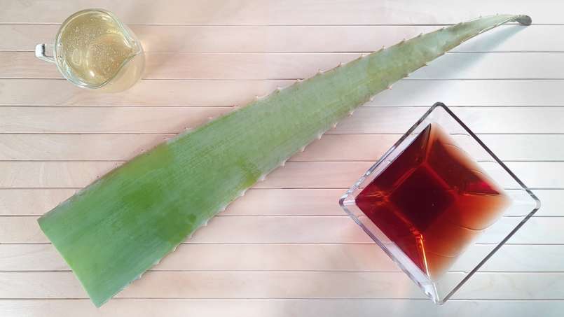 Boisson tonique à l'aloe vera, vin et miel, photo 4