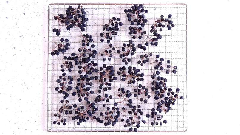 Séchage des fruits de l'aronia dans un déshydrateur, photo 2