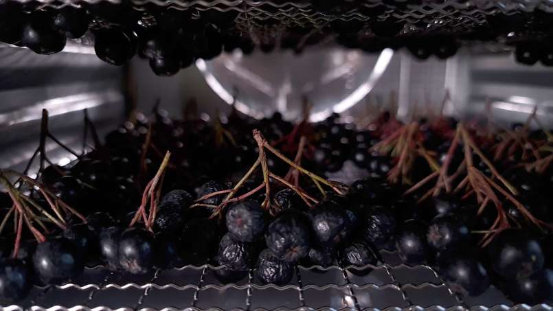 Séchage des fruits de l'aronia dans un déshydrateur, photo 3