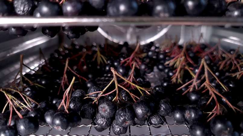Séchage des fruits de l'aronia dans un déshydrateur, photo 4
