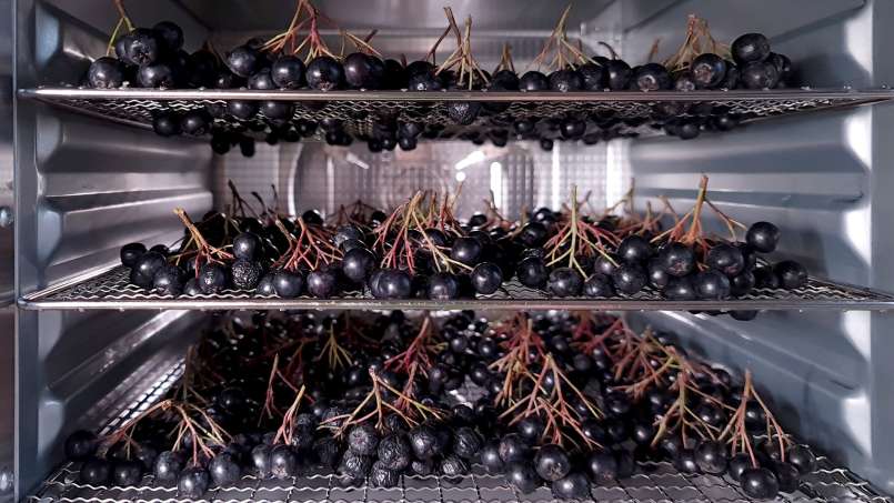 Séchage des fruits de l'aronia dans un déshydrateur, photo 5