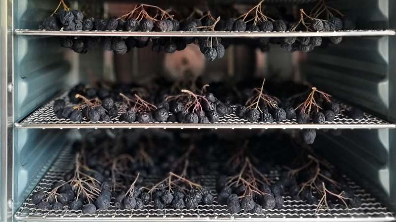 Séchage des fruits de l'aronia dans un déshydrateur, photo 6