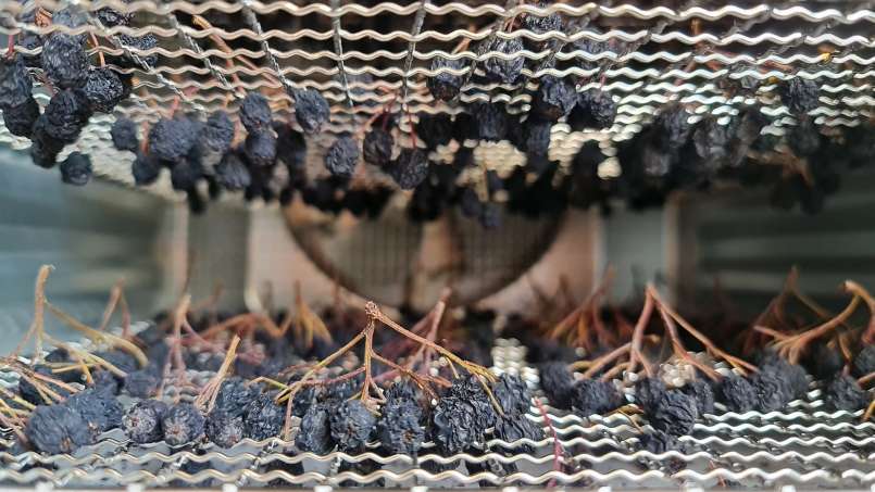 Séchage des fruits de l'aronia dans un déshydrateur, photo 8
