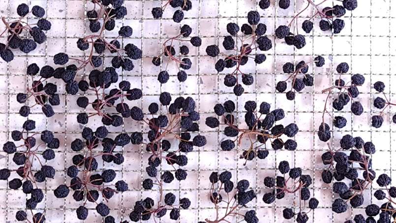 Séchage des fruits de l'aronia dans un déshydrateur, photo 9