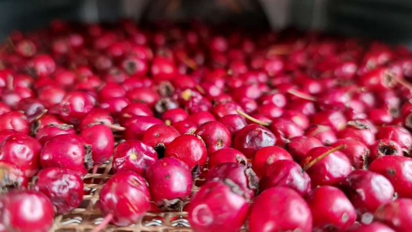Déshydratation des fruits d'aubépine, pour le thé, photo 6