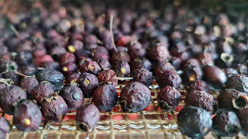 Déshydratation des fruits d'aubépine, pour le thé, photo 7