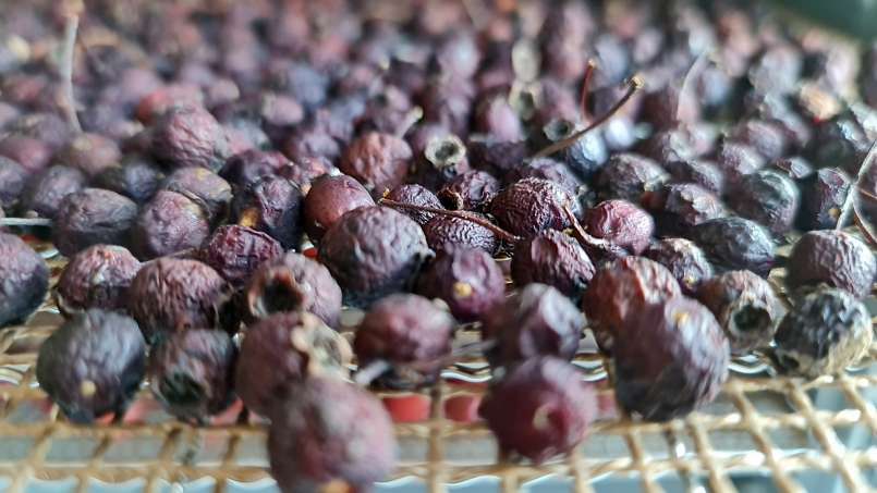 Déshydratation des fruits d'aubépine, pour le thé, photo 8