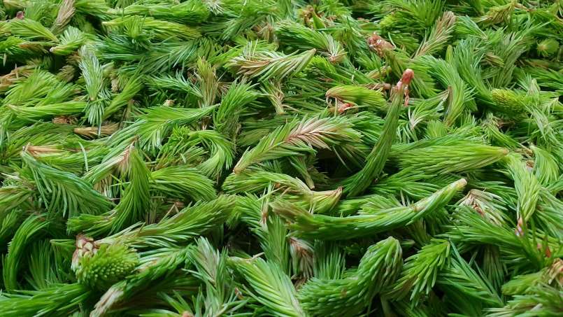 Sirop de bourgeon de pin, photo 2