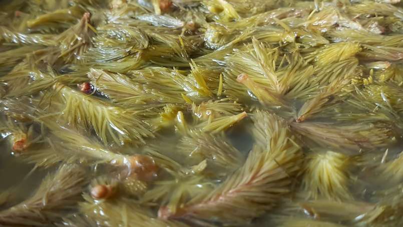 Sirop de bourgeon de pin, photo 3
