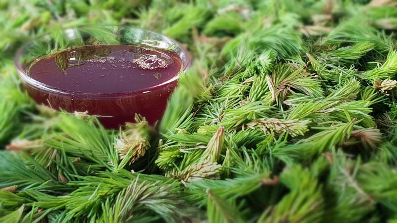 Sirop de bourgeon de pin, photo 8