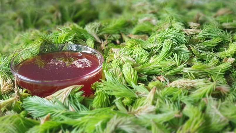 Sirop de bourgeon de pin, photo 9