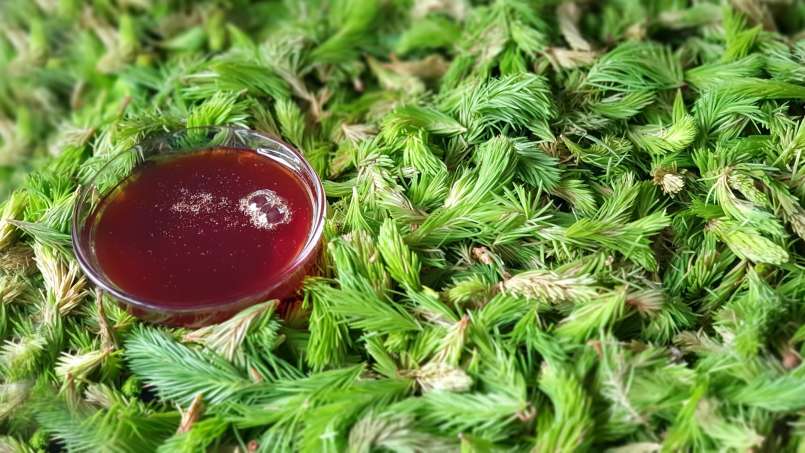 Sirop de bourgeon de pin, photo 10