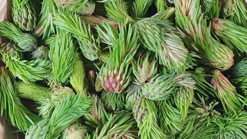 Macérat de bourgeons de pommes de pin avec du miel, photo 4