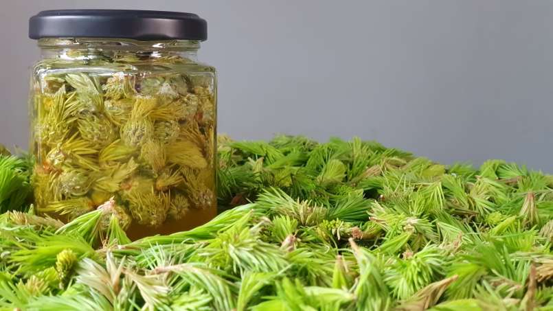 Macérat de bourgeons de pommes de pin avec du miel, photo 6