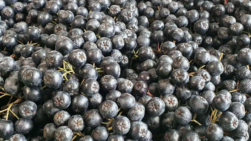 Sirop d'aronia au miel, photo 10